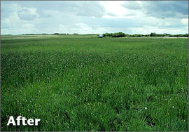 Oil & Gas Abandonment Services - Abandonment After - Healthy Grass Field - CBW Resource Consultants